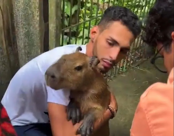 VITÓRIA! Capivara Filó é devolvida a influencer do AM após decisão judicial