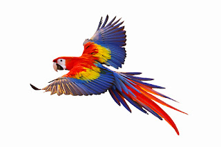 Punjabi Parrot