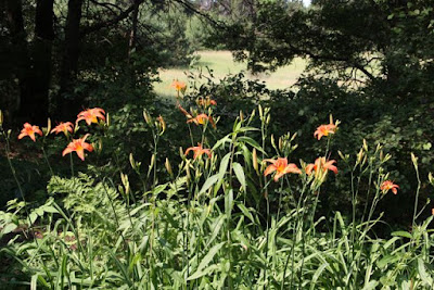 day lilies bursting in air