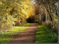 estrada-entrando-na-floresta