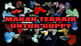 Jual Makanan Terbaik Guppy,  Harga Makanan Terbaik Guppy,  Toko Makanan Terbaik Guppy,  Diskon Makanan Terbaik Guppy,  Beli Makanan Terbaik Guppy,  Review Makanan Terbaik Guppy,  Promo Makanan Terbaik Guppy,  Spesifikasi Makanan Terbaik Guppy,  Makanan Terbaik Guppy Murah,  Makanan Terbaik Guppy Asli,  Makanan Terbaik Guppy Original,  Makanan Terbaik Guppy Jakarta,  Jenis Makanan Terbaik Guppy,  Budidaya Makanan Terbaik Guppy,  Peternak Makanan Terbaik Guppy,  Cara Merawat Makanan Terbaik Guppy,  Tips Merawat Makanan Terbaik Guppy,  Bagaimana cara merawat Makanan Terbaik Guppy,  Bagaimana mengobati Makanan Terbaik Guppy,  Ciri-Ciri Hamil Makanan Terbaik Guppy,  Kandang Makanan Terbaik Guppy,  Ternak Makanan Terbaik Guppy,  Makanan Makanan Terbaik Guppy,  guppy breeding Makanan Terbaik Guppy,  guppies for sale Makanan Terbaik Guppy,  guppy care Makanan Terbaik Guppy,  breeding guppiesMakanan Terbaik Guppy,  male guppiesMakanan Terbaik Guppy,  female guppiesMakanan Terbaik Guppy,  guppy aquariumMakanan Terbaik Guppy,  baby guppiesMakanan Terbaik Guppy,  poecilia reticulataMakanan Terbaik Guppy,  guppy tankMakanan Terbaik Guppy,  guppy fryMakanan Terbaik Guppy,  guppy giving birthMakanan Terbaik Guppy,  how long do guppies liveMakanan Terbaik Guppy,  guppysMakanan Terbaik Guppy,  guppy guppyMakanan Terbaik Guppy,  guppy foodMakanan Terbaik Guppy,  guppy breeding tankMakanan Terbaik Guppy,  fantail guppyMakanan Terbaik Guppy,  guppy breedsMakanan Terbaik Guppy,  guppy sMakanan Terbaik Guppy,  wild guppiesMakanan Terbaik Guppy,  guppy babiesMakanan Terbaik Guppy,  guppy varietiesMakanan Terbaik Guppy,  freshwater guppies Makanan Terbaik Guppy,  guppy female Makanan Terbaik Guppy,  tropical guppies Makanan Terbaik Guppy,  female guppies for saleMakanan Terbaik Guppy,  guppy priceMakanan Terbaik Guppy,  raising guppiesMakanan Terbaik Guppy,  guppies for sale onlineMakanan Terbaik Guppy,  guppy infoMakanan Terbaik Guppy,  buy guppies onlineMakanan Terbaik Guppy,  guppy saleMakanan Terbaik Guppy,  buy guppiesMakanan Terbaik Guppy,  guppy diseasesMakanan Terbaik Guppy,  guppies onlineMakanan Terbaik Guppy,  caring for guppiesMakanan Terbaik Guppy,  best food for guppiesMakanan Terbaik Guppy,  food for guppiesMakanan Terbaik Guppy,  blue guppyMakanan Terbaik Guppy,  guppy breeding setupMakanan Terbaik Guppy,  guppy birthMakanan Terbaik Guppy,  guppy speciesMakanan Terbaik Guppy,  gestation period for guppiesMakanan Terbaik Guppy,  guppys onlineMakanan Terbaik Guppy,  guppy care sheetMakanan Terbaik Guppy,  guppy blue  Jakarta,  keeping guppies  Bandung,  guppies for sale cheap  Medan,  the guppy  Bali,  guppy breeding cycle  Makassar,  show guppies  Jambi,  thai guppy  Pekanbaru,  male and female guppies  Palembang,  what to feed baby guppies  Sumatera,  yellow guppy  Langsa,  guppy names  Lhokseumawe,  guppy gestation period  Meulaboh,  feeding guppies  Sabang,  guppy genetics  Subulussalam,  guppy show  Denpasar,  turquoise guppy  Pangkalpinang,  guppy fry care  Cilegon,  guppy games  Serang,  guppy gestation  Tangerang Selatan,  guppy colors  Tangerang,  guppy tank setup  Bengkulu,  trinidadian guppies  Gorontalo,  guppies having babies  Kota Administrasi Jakarta Barat,  guppy strains  Kota Administrasi Jakarta Pusat,  what do guppies eat  Kota Administrasi Jakarta Selatan,  what to feed guppies  Kota Administrasi Jakarta Timur,  guppy life span  Kota Administrasi Jakarta Utara,  how to care for guppies  Sungai Penuh,  guppy male and female  Jambi,  what is a guppy  Bandung,  guppy natural habitat  Bekasi,  german guppy  Bogor,  guppy poecilia reticulata  Cimahi,  guppy images  Cirebon,  images of guppies  Depok,  fishguppy  Sukabumi,  guppy facts  Tasikmalaya,  how many babies do guppies have  Banjar,  how big do guppies get  Magelang,  how to take care of guppies  Pekalongan,  fan tailed guppies  Purwokerto,  guppy pregnant  Salatiga,  guppy life cycle  Semarang,  temperature for guppies  Surakarta,  what are guppies  Tegal,  guppies restaurant  Batu,  guppy definition  Blitar,  guppy meaning  Kediri,  guppy size  Madiun,  define guppy  Malang,  guppy wiki  Mojokerto,  how do guppies give birth  Pasuruan,  baby guppys  Probolinggo,  guppies bar  Surabaya,  how many fry do guppies have  Pontianak,  guppy behavior  Singkawang,  how many babies does a guppy have  Banjarbaru,  where do guppies come from  Banjarmasin,  how do guppies reproduce  Palangkaraya,  what does guppy mean  Balikpapan,  what is guppy  Bontang,  types of guppy  Samarinda,  guppy guppies  Tarakan,  guppy house hours  Batam,  guppys on the go  Tanjungpinang,  guppys restaurant  Bandar Lampung,  guppies definition  Kotabumi,  do guppies eat their babies  Liwa,  gestation guppy  Metro,  bubble guppies  Ternate,  guppy  Tidore Kepulauan,  Makanan Terbaik Guppy  Ambon,  Makanan Terbaik Guppy  Tual,  Makanan Terbaik Guppy  Bima,  Makanan Terbaik Guppy  Mataram,  Makanan Terbaik Guppy  Kupang,  Makanan Terbaik Guppy  Sorong,  Makanan Terbaik Guppy  Jayapura,  Makanan Terbaik Guppy  Dumai,  Makanan Terbaik Guppy  Pekanbaru,  Makanan Terbaik Guppy  Makassar,  Makanan Terbaik Guppy  Palopo,  Makanan Terbaik Guppy  Parepare,  Makanan Terbaik Guppy  Palu,  Makanan Terbaik Guppy  Bau-Bau,  Makanan Terbaik Guppy  Kendari,  Makanan Terbaik Guppy  Bitung,  Makanan Terbaik Guppy  Kotamobagu,  Makanan Terbaik Guppy  Manado,  Makanan Terbaik Guppy  Tomohon,  Makanan Terbaik Guppy  Bukittinggi,  Makanan Terbaik Guppy  Padang,  Makanan Terbaik Guppy  Padangpanjang,  Makanan Terbaik Guppy  Pariaman,  Makanan Terbaik Guppy  Payakumbuh,  Makanan Terbaik Guppy  Sawahlunto,  Makanan Terbaik Guppy  Solok,  Makanan Terbaik Guppy  Lubuklinggau,  Makanan Terbaik Guppy  Pagaralam,  Makanan Terbaik Guppy  Palembang,  Makanan Terbaik Guppy  Prabumulih,  Makanan Terbaik Guppy  Binjai,  Makanan Terbaik Guppy  Medan,  Makanan Terbaik Guppy  Padang Sidempuan,  Makanan Terbaik Guppy  Pematangsiantar,  Makanan Terbaik Guppy  Sibolga,  Makanan Terbaik Guppy  Tanjungbalai,  Makanan Terbaik Guppy  Tebingtinggi,  Makanan Terbaik Guppy  Yogyakarta, 