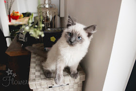 Ragdoll kitten