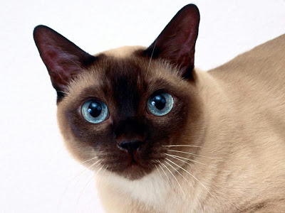 Tonkinese Cat