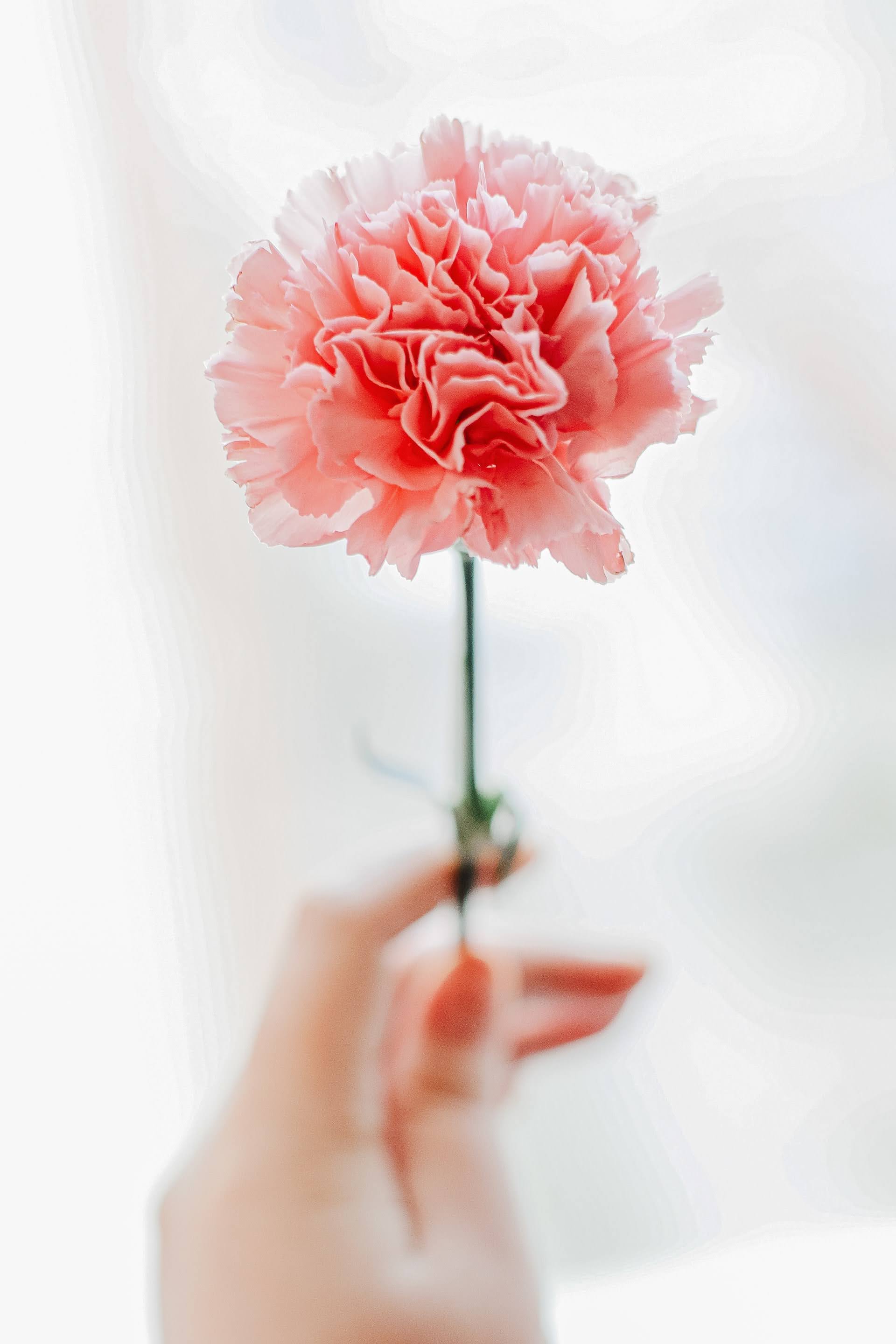 Person Holding up Pink Carnation | Photo by Assem Gniyat via Unsplash