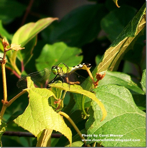 female Eastern Pondhawk