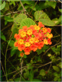 Mari Mengenal Tanaman Saliara (Lantana Camara Linn)