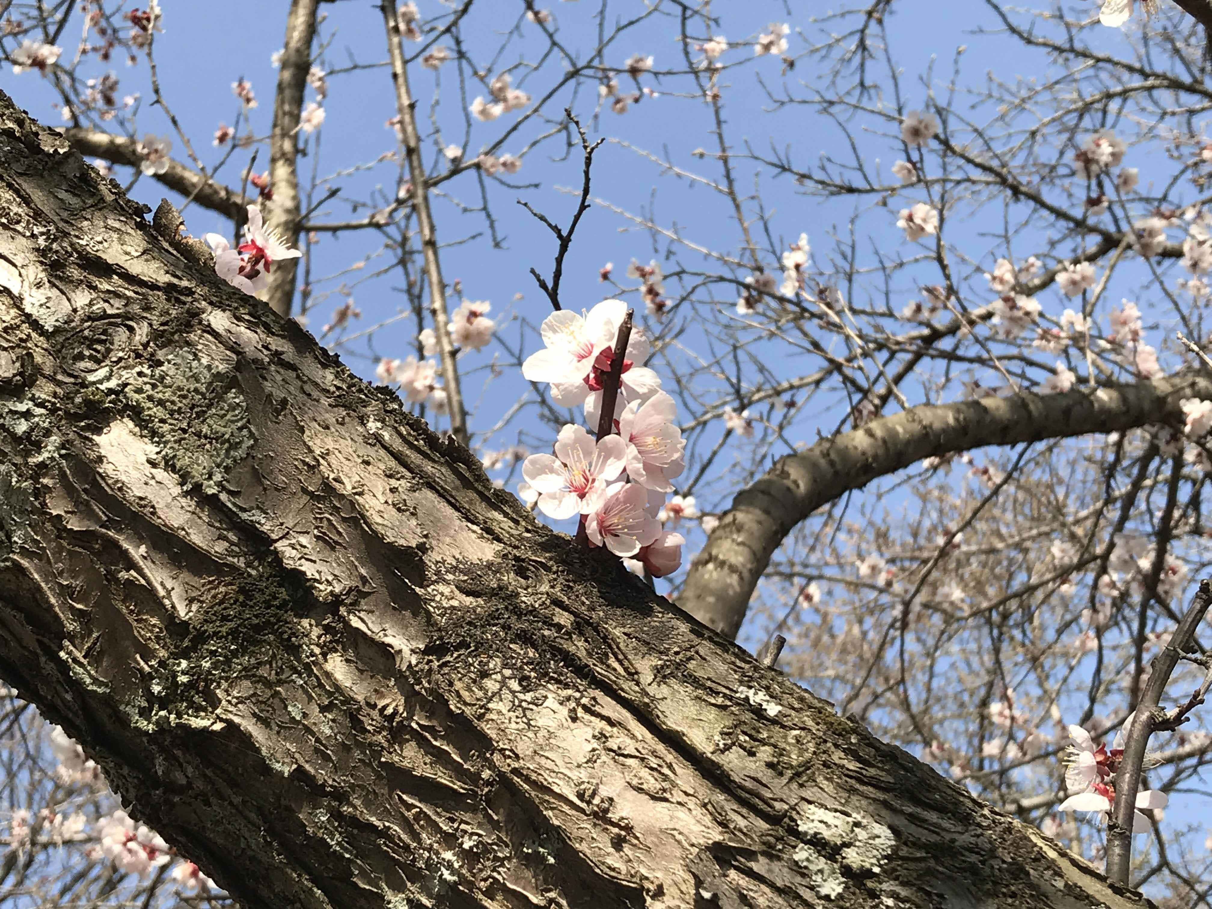 高尾 八王子 杏花 小仏城山山頂
