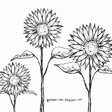  Gambar  Sketsa Hita Putih Gambar  Mewarnai Bunga  Matahari 