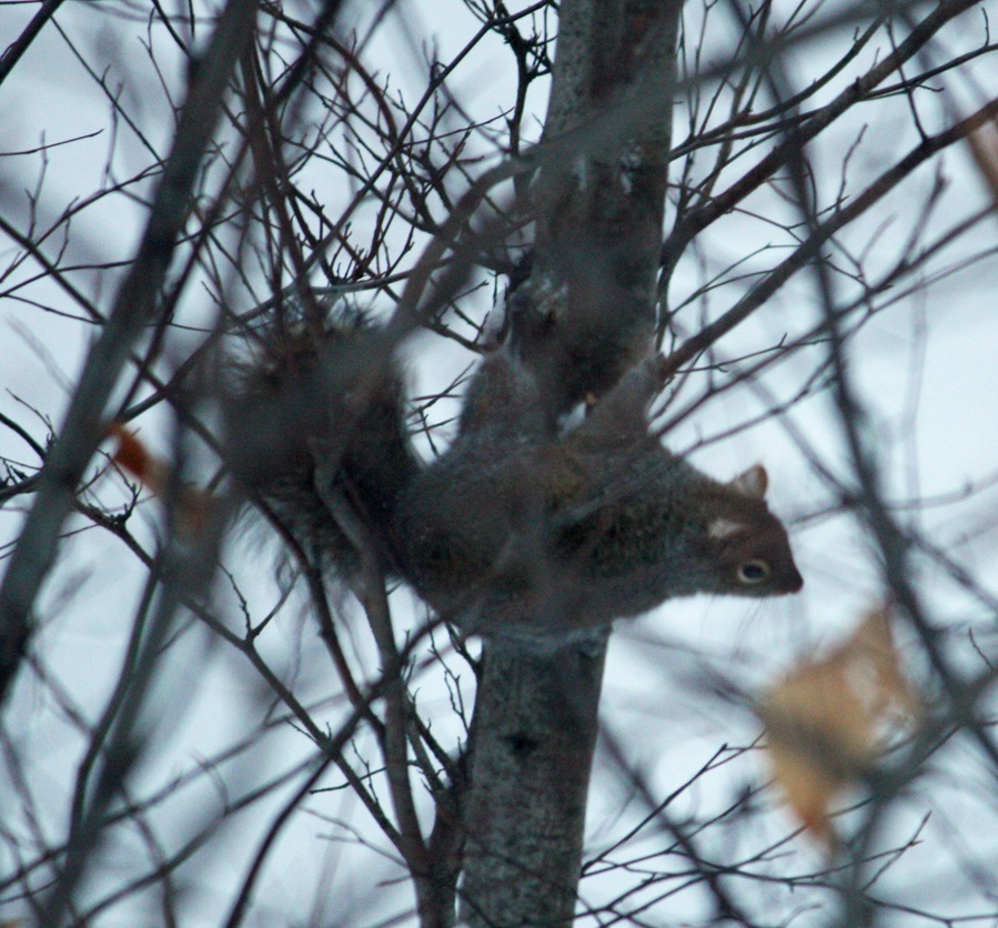 squirrel2