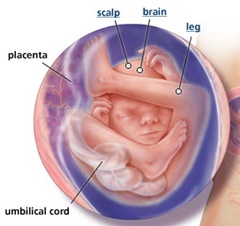 baby center 19 weeks
