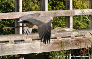 Great Blue Heron Landing and Taking Off