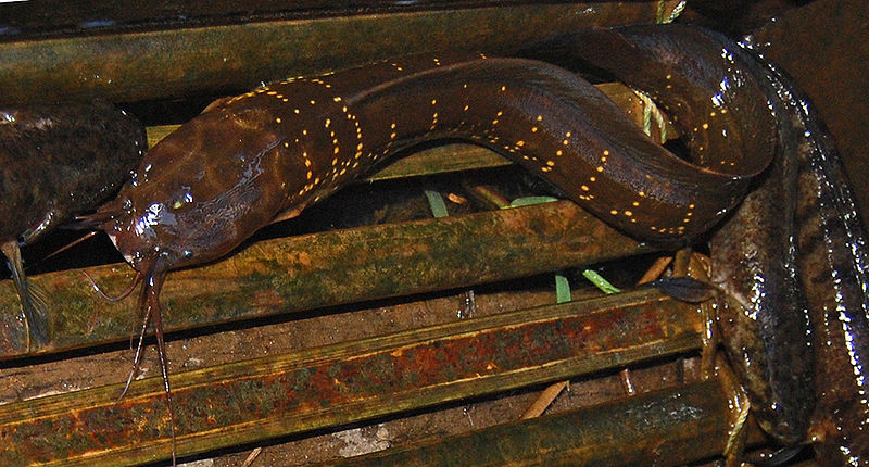 IKAN LIMBAT/LEMBAT ~ berbagi