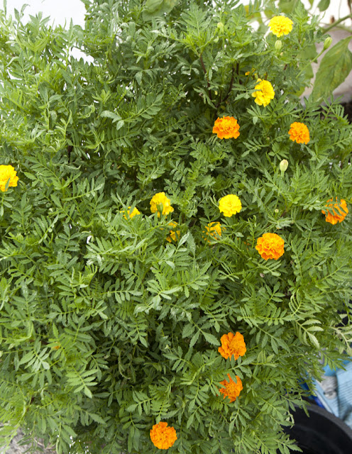 97-day-old blooming marigolds