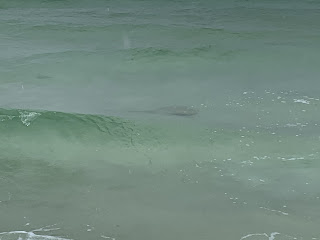 We even saw a Sting Ray
