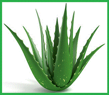 Dairy home: Lidah Buaya (Aloe Vera)