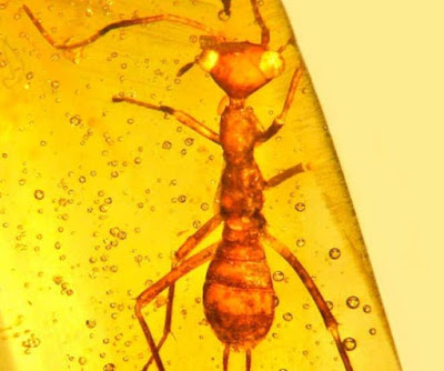Fosil Serangga Seperti Alien Ditemukan Terjebak di Amber