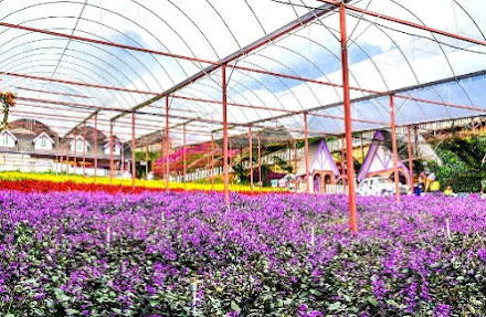 Lavender Garden 2019! Wah cantiknya! Lokasi best untuk bercuti