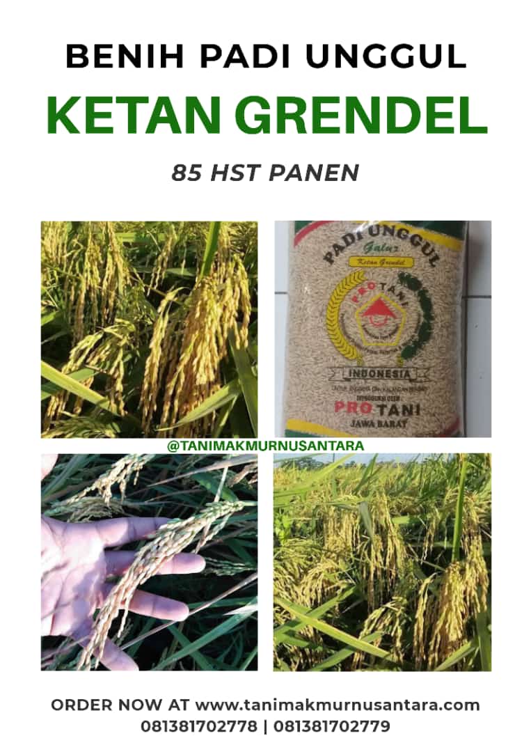 Benih Padi Ketan Grendel 85 95 HST Panen Tani Makmur