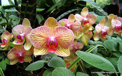 Orchid in the Conservatory