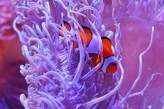 Amphiprion percula