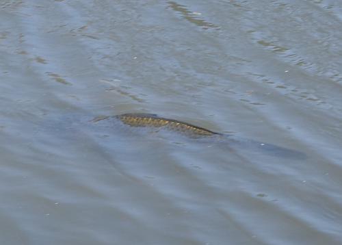 Fly-Carpin: Carp Pond C meets Gregg's Eggs