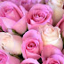 Beautiful Roses Pictures