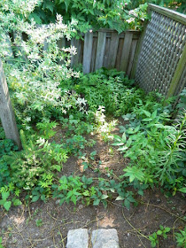 By a Toronto Gardening Company East York Toronto Backyard Garden Cleanup Before Paul Jung Gardening Services
