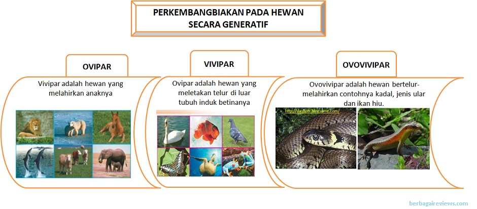  Contoh  Hewan  Berkembang Biak  Dengan Cara Membelah Diri 