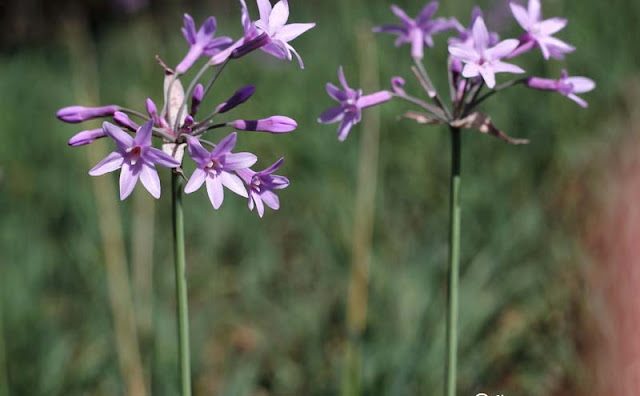 Society Garlic Flowers Pictures