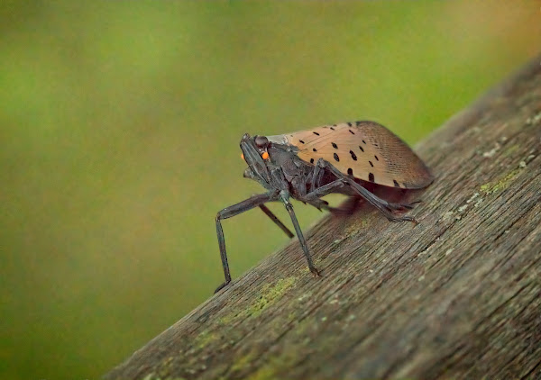 An adult Spotted Lantern Fly.