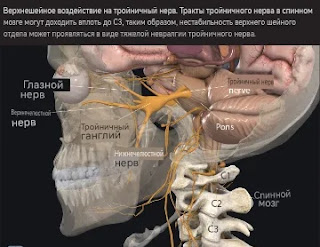 Верхний отдел шейного отдела позвоночника влияет на тройничный нерв. Откуда же берутся симптомы