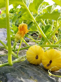 Growing Pumpkins, Gourds, Sunflowers ,Bliss-Ranch.com