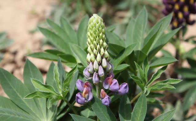 Lupine Flowers Pictures