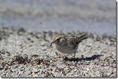 Brewer's Sparrow