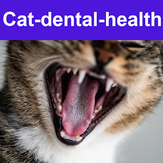 Cat-dental-health