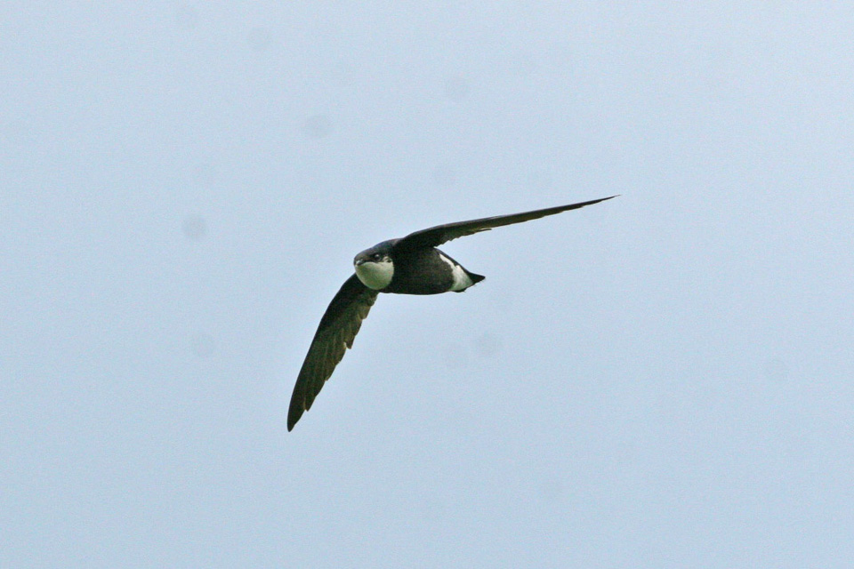 White-throated needletail