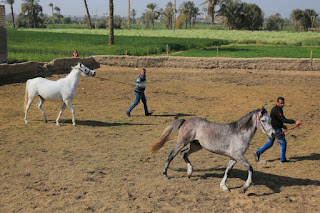 قرية الخيول 