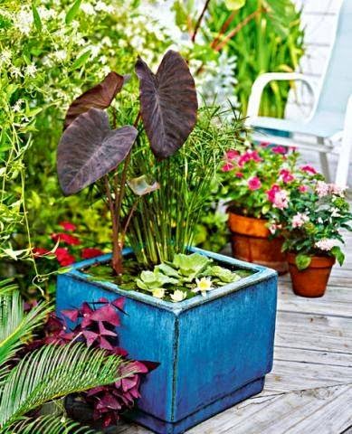 DIY : Hiasan Pokok Dalam Air