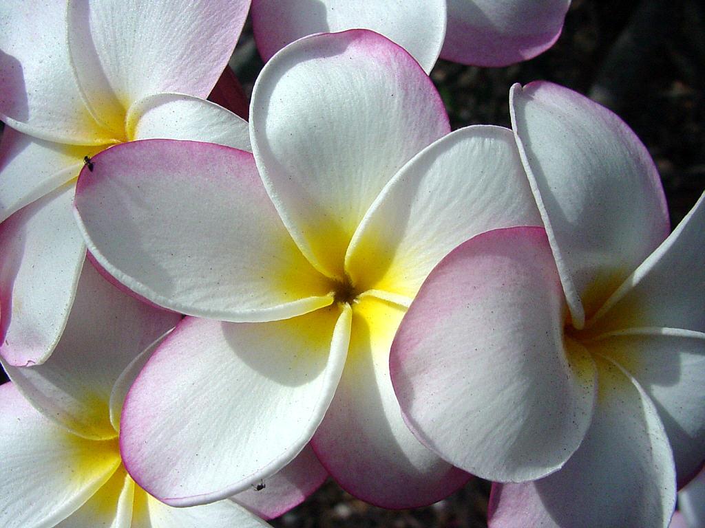 types of flowers names and pictures Beautiful Hawaiian Flowers Name | 1024 x 768