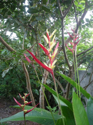 heliconia, La Ceiba, Honduras