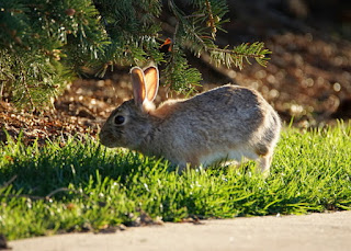 Rabbit photo by jljardine