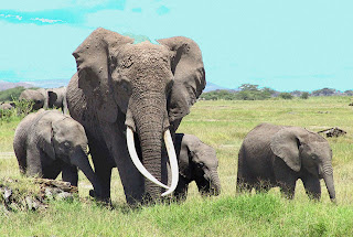 mother and baby elephants