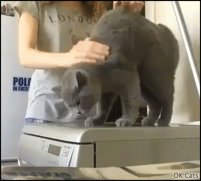 Funny Cat GIF • Girl massaging the back of her blue cat in a funny and hard way [ok-cats.com]