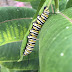 Monarch Butterfly: BBP Species #2