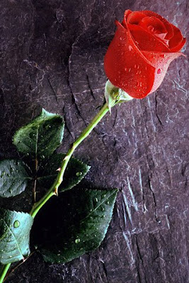 Crvena ruža download besplatne pozadine slike za iPhone