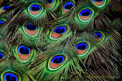 a-lovely-feathers-collection-of-peacock