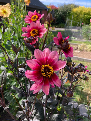 Dahlia Protegee