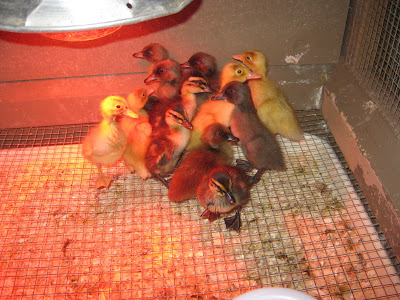 Food Schedule  Babies on Green Meadows Blog  New Baby Ducklings Came In The Mail