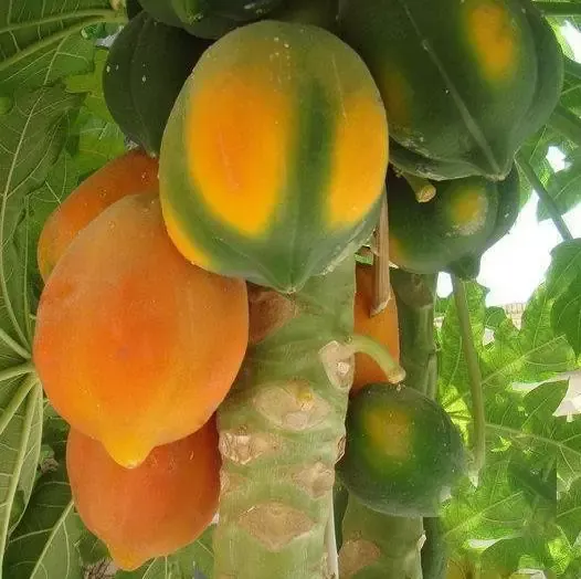 Mamão-Carica-Papaya-ou-Papaya-curiosidades