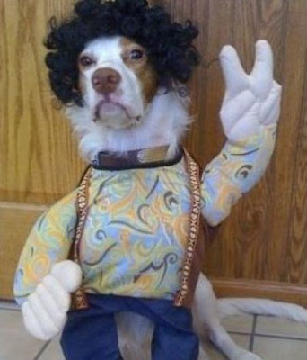 Crazy Halloween Costume for Dog Seen On www.coolpicturegallery.us
